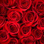 185684-Red-Roses-40×40-cm.jpg